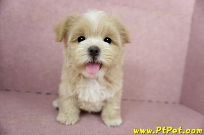 04/11奶油色馬爾泰迪公幼犬1號(桃園市)2