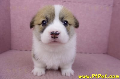 03/14雙色柯基犬母幼犬1號1