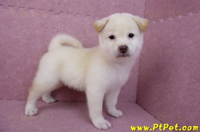 07/11白色柴犬公幼犬(屏東長治)7