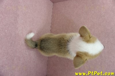 05/09雙色柯基犬母幼犬3號(台北北投)10