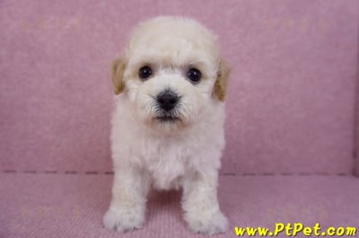 09/23泰迪比熊母幼犬1號(新北樹林)2