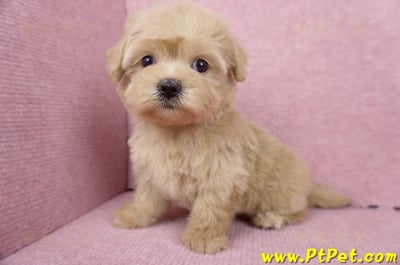 06/15奶油色馬爾泰迪母幼犬2號(桃園中壢)8