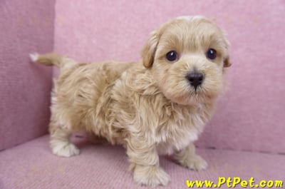 02/20馬爾泰迪公幼犬(嘉義市)6