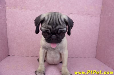 06/23巴哥母幼犬(高雄前鎮)4