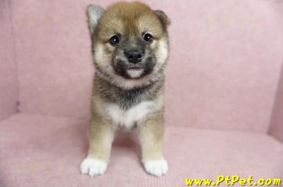 06/09赤色柴犬母幼犬(台北文山)2