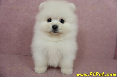 05/22迷你型松鼠白博美公幼犬2號(高雄前鎮)3