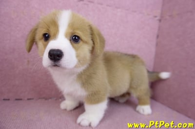 12/15雙色柯基犬母幼犬(桃園大園)7