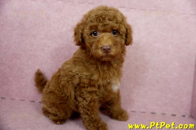 04/15紅貴賓公幼犬(屏東市)4