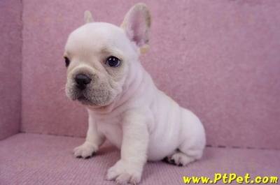 07/25奶油色法國鬥牛公幼犬(台北士林)1