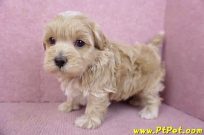 02/20馬爾泰迪公幼犬(嘉義市)9