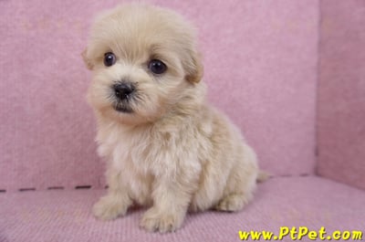 10/13馬爾泰迪公幼犬2號(高雄)10