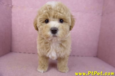 02/18泰迪比熊母幼犬(屏東市)1