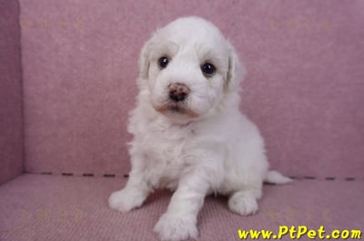 02/14比熊犬公幼犬2號6