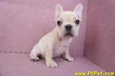 07/25奶油色法國鬥牛母幼犬2號(桃園楊梅)6