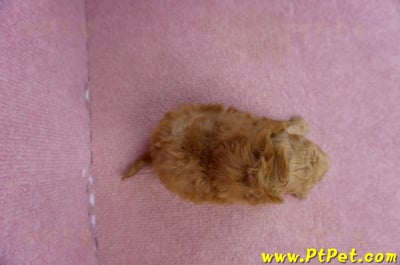 02/11紅貴賓母幼犬(桃園市 )7