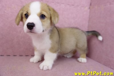 08/29雙色柯基犬母幼犬1號7