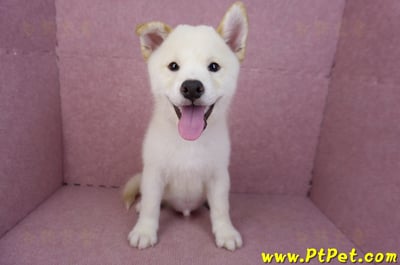 07/22白色柴犬公幼犬(新竹新埔)4