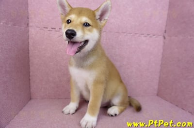 05/24赤色柴犬公幼犬(嘉義布袋)11