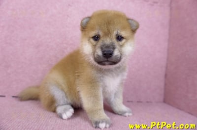 09/21赤色柴犬母幼犬1號(高雄橋頭)4