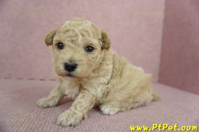 03/12泰迪比熊母幼犬3號(台南新化)5