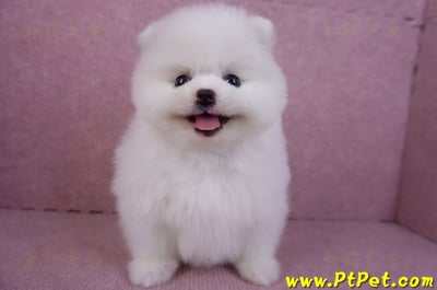 11/10松鼠白博美母幼犬(屏東內埔)1