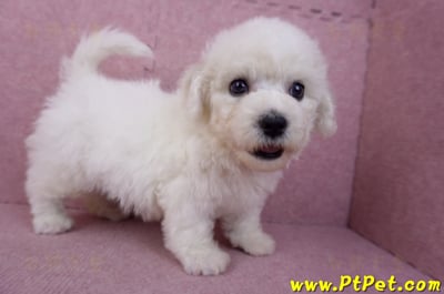 05/27比熊犬公幼犬1號(台南中西)5