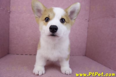 11/30雙色柯基犬公幼犬(高雄旗山)2