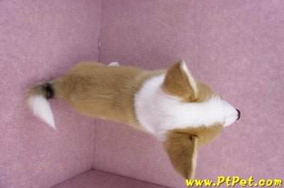 11/30雙色柯基犬公幼犬(高雄旗山)11