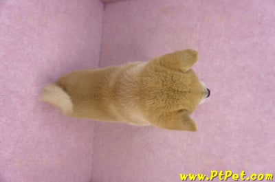 02/06赤色柴犬母幼犬(新竹東區)14