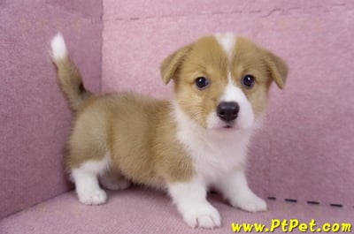 10/10雙色柯基犬母幼犬2號(花蓮吉安)6