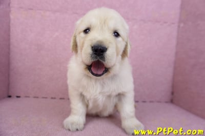 11/14黃金獵犬母幼犬2號(新竹)1