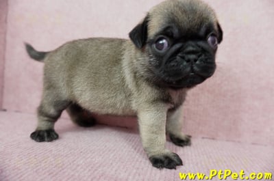 04/02巴哥公幼犬4號(新北樹林)6