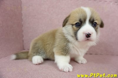 04/01雙色柯基犬母幼犬2號(高雄美濃)3