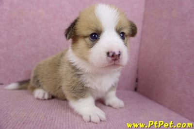 08/16雙色柯基犬公幼犬(高雄前金)4