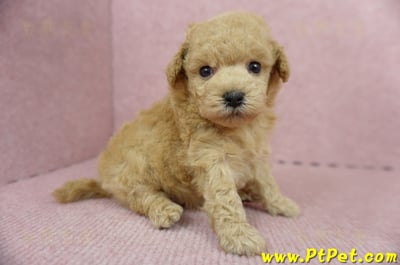 05/12茶杯型奶油貴賓母幼犬(屏東萬丹)5