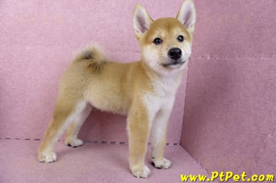 06/09赤色柴犬公幼犬(新北土城)1