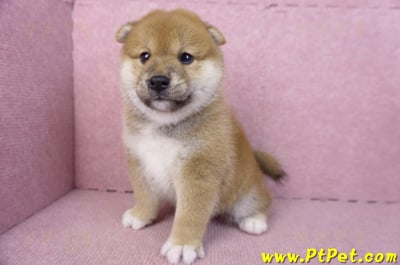 02/06赤色柴犬母幼犬1號(屏東潮州)10