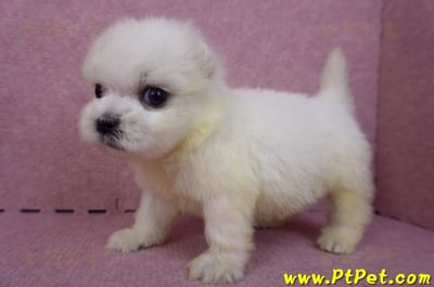 03/20馬爾濟斯公幼犬1號7