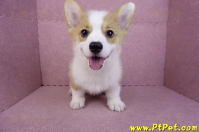 08/05雙色柯基犬公幼犬(新北新店)4