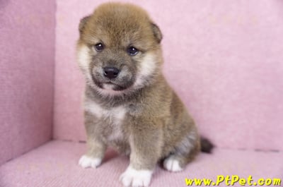 01/11赤色柴犬母幼犬4號6