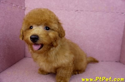 01/26紅貴賓公幼犬11