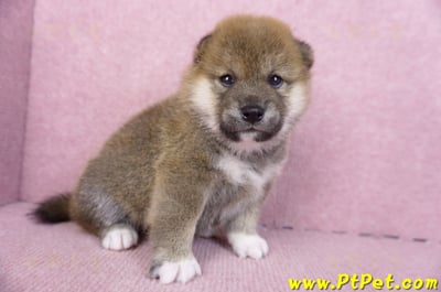 01/11赤色柴犬母幼犬4號3