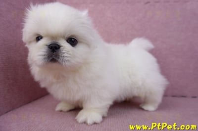 12/17北京狗公幼犬1號9