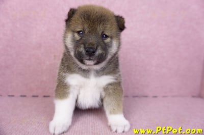 01/11赤色柴犬母幼犬3號1