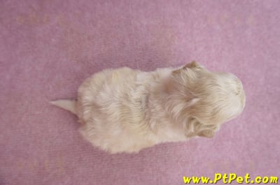 05/12泰迪比熊公幼犬8