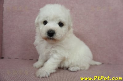 11/04比熊犬母幼犬2號(新竹竹東)6