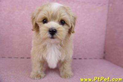 10/13馬爾泰迪公幼犬(桃園楊梅)1