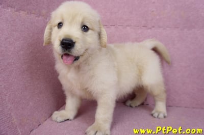 07/18黃金獵犬公幼犬3號(桃園中壢)6