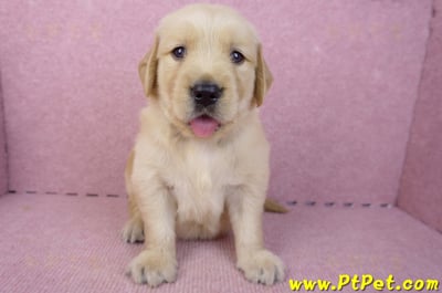 07/18黃金獵犬母幼犬1號(基隆信義)2