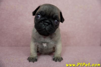 04/02巴哥公幼犬2號(台中外埔)2